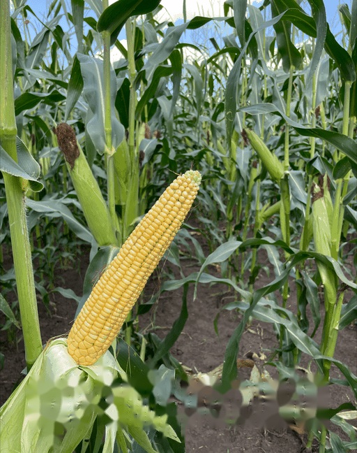 Насіння кукурудзи ВН 6763 (ФАО 320) ВНІС — кукурудза