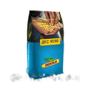 Насіння кукурудзи ДКС 4590 (ФАО 360) Bayer Dekalb — кукурудза