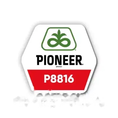 Насіння кукурудзи P8816 (ФАО 300) Pionner — Піонер — кукурудза