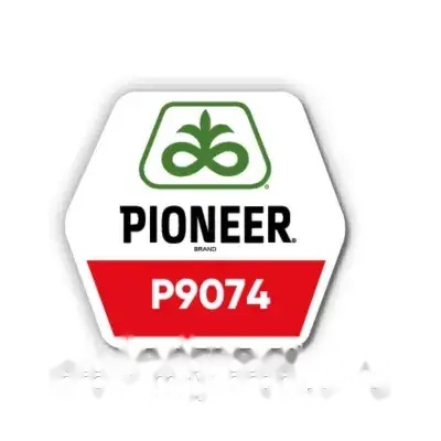 Насіння кукурудзи P9074 (ФАО 330) Pionner — Піонер — кукурудза