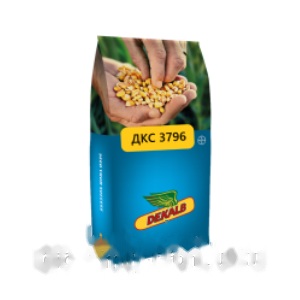 Насіння кукурудзи ДКС 3796 Bayer Dekalb — кукурудза